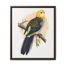 Pale-Headed or Mealy Rosella (Platycercus adscitus) colored wood-engraved plate by Alexander Francis Lydon. - NOMADEN ART GALLERY