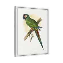 llliger's Macaw (Primolius maracana) colored wood-engraved plate by Alexander Francis Lydon