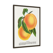 Champion plum lithograph from Botanical Specimen published by Rochester Lithographing
