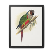 White-Eared Conure (Pyrrhura leucotis) colored wood-engraved plate by Alexander Francis Lydon - NOMADEN ART GALLERY