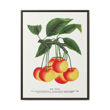 Gov Wood cherry lithograph. Digitally enhanced from our own original 1900 edition plates of Botanical Specimen published by Rochester Lithographing - NOMADEN ART GALLERY