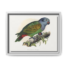 Red-Vented Parrot (Amazona martinicana) colored wood-engraved plate by Alexander Francis Lydon - NOMADEN ART GALLERY