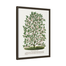 Hardy Magnolia tree lithograph. Digitally enhanced from our own original 1900 edition plates of Botanical Specimen published by Rochester Lithographing