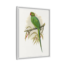 Ring-Necked or Bengal Parakeet (Psittacula columboides) colored wood-engraved plate by Alexander Francis Lydon