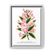 Pink flowers, Weigela lithograph (1900) - NOMADEN ART GALLERY