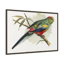 Many-Coloured Parrakeet (Psephotellus varius) colored wood-engraved plate by Alexander Francis Lydon