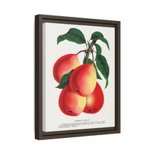 Vermont Beauty pear lithograph. Digitally enhanced from our own original 1900 edition plates of Botanical Specimen published by Rochester Lithographing
