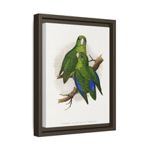 Passerine or Blue-winged Parrakeet (Psittacula columboides) colored wood-engraved plate by Alexander Francis Lydon