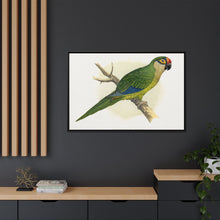 Golden-Crowned Conure (Aratinga auricapillus) colored wood-engraved plate by Alexander Francis Lydon