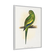 Canary-Winged Conure ( Brotogeris versicolurus) colored wood-engraved plate by Alexander Francis Lydon