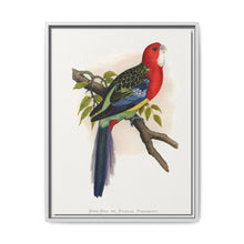 Rose-Hill or Rosella Parrakeet (Platycercus eximius) colored wood-engraved plate by Alexander Francis Lydon - NOMADEN ART GALLERY