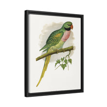 Javan Parrakeet (Psittacula alexandri) colored wood-engraved plate by Alexander Francis Lydon.
