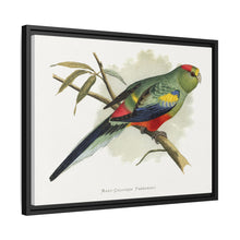 Many-Coloured Parrakeet (Psephotellus varius) colored wood-engraved plate by Alexander Francis Lydon