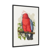 Rose-Breasted Cockatoo (Eolophus roseicapillus) colored wood-engraved plate by Alexander Francis Lydon.