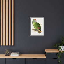 Dufresne's Amazon (Amazona dufresniana) colored wood-engraved plate by Alexander Francis Lydon
