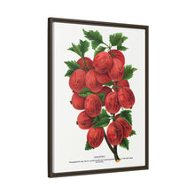 Industry Gooseberry lithograph. Digitally enhanced from our own original 1900 edition plates of Botanical Specimen published by Rochester Lithographing