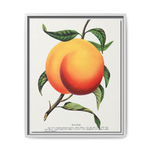 Foster peach lithograph. Digitally enhanced from our own original 1900 edition plates of Botanical Specimen published by Rochester Lithographing - NOMADEN ART GALLERY