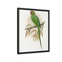Ring-Necked or Bengal Parakeet (Psittacula columboides) colored wood-engraved plate by Alexander Francis Lydon