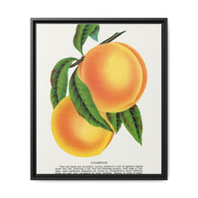 Champion plum lithograph from Botanical Specimen published by Rochester Lithographing - NOMADEN ART GALLERY