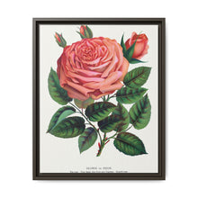 Pink rose, Glorie de Dijon lithograph. Digitally enhanced from our own original 1900 edition plates of Botanical Specimen published by Rochester Lithographing - NOMADEN ART GALLERY