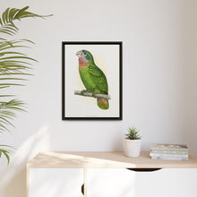 Jamaica Parrot (Amazona collaria) colored wood-engraved plate by Alexander Francis Lydon