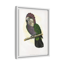 Hawk-Headed Parrot (Deroptyus accipitrinus) colored wood-engraved plate by Alexander Francis Lydon.