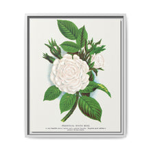 Rose, Perpetual White Moss lithograph. Digitally enhanced from our own original 1900 edition plates of Botanical Specimen published by Rochester Lithographing - NOMADEN ART GALLERY