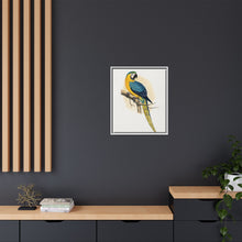 Blue and Yellow Macaw (Ara ararauna) colored wood-engraved plate by Alexander Francis Lydon