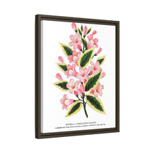 Pink flowers, Weigela lithograph (1900)