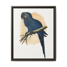 Hyacinthine Macaw (Anodorhynchus hyacinthinus) colored wood-engraved plate by Alexander Francis Lydon. - NOMADEN ART GALLERY