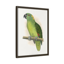 Lydon's Yellow-Naped Amazon | Vintage Parrot Wall Art Print