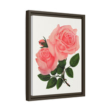 Pink Rose, La France Lithograph (1900)
