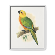 Jendaya Conure (Aratinga jandaya) colored wood-engraved plate by Alexander Francis Lydon. - NOMADEN ART GALLERY
