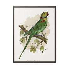 Alexandrine Parakeet (Psittacula eupatria) colored wood-engraved plate by Alexander Francis Lydon. - NOMADEN ART GALLERY