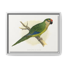 Golden-Crowned Conure (Aratinga auricapillus) colored wood-engraved plate by Alexander Francis Lydon - NOMADEN ART GALLERY