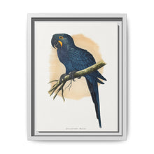 Hyacinthine Macaw (Anodorhynchus hyacinthinus) colored wood-engraved plate by Alexander Francis Lydon. - NOMADEN ART GALLERY