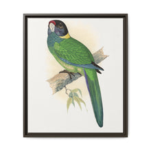 Yellow-Naped Parrakeet (Platycercus Baueri) colored wood-engraved plate by Alexander Francis Lydon. - NOMADEN ART GALLERY