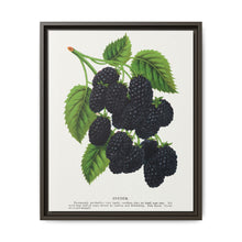 Snyder Blackberry lithograph from Botanical Specimen published by Rochester Lithographing - NOMADEN ART GALLERY