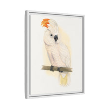 Great Salmon-Crested Cockatoo (CACATUA MOLUCCENSIS) colored wood-engraved plate by Alexander Francis Lydon.