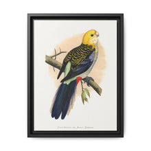 Pale-Headed or Mealy Rosella (Platycercus adscitus) colored wood-engraved plate by Alexander Francis Lydon. - NOMADEN ART GALLERY
