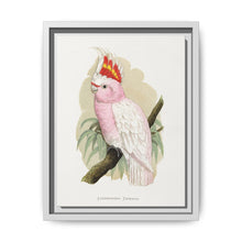 Leadbeater's Cockatoo (Lophochroa leadbeateri) colored wood-engraved plate by Alexander Francis Lydon - NOMADEN ART GALLERY