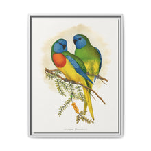 Splendid Parrakeet (Neophema splendida) colored wood-engraved plate by Alexander Francis Lydon - NOMADEN ART GALLERY