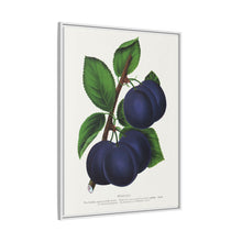 Niagara plum lithograph. Digitally enhanced from our own original 1900 edition plates of Botanical Specimen published by Rochester Lithographing