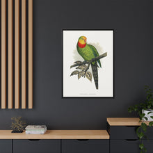 Barraband's Parakeet (Polytelis swainsonii) colored wood-engraved plate by Alexander Francis Lydon