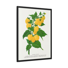 Golden queen raspberry lithograph. Digitally enhanced from our own original 1900 edition plates of Botanical Specimen published by Rochester Lithographing