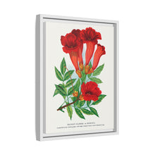 Trumpet flower lithograph. Digitally enhanced from our own original 1900 edition plates of Botanical Specimen published by Rochester Lithographing