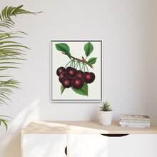 Black Tartarian cherry lithograph. Digitally enhanced from our own original 1900 edition plates of Botanical Specimen published by Rochester Lithographing