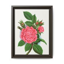 Pink rose, Salet Moss lithograph. Digitally enhanced from our own original 1900 edition plates of Botanical Specimen published by Rochester Lithographing - NOMADEN ART GALLERY