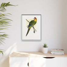 Carolina Parrot (Conuropsis carolinensis) colored wood-engraved plate by Alexander Francis Lydon.