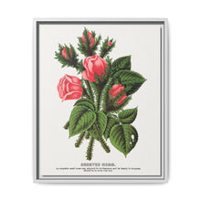 Pink roses, Crested Moss lithograph. Digitally enhanced from our own original 1900 edition plates of Botanical Specimen published by Rochester Lithographing - NOMADEN ART GALLERY